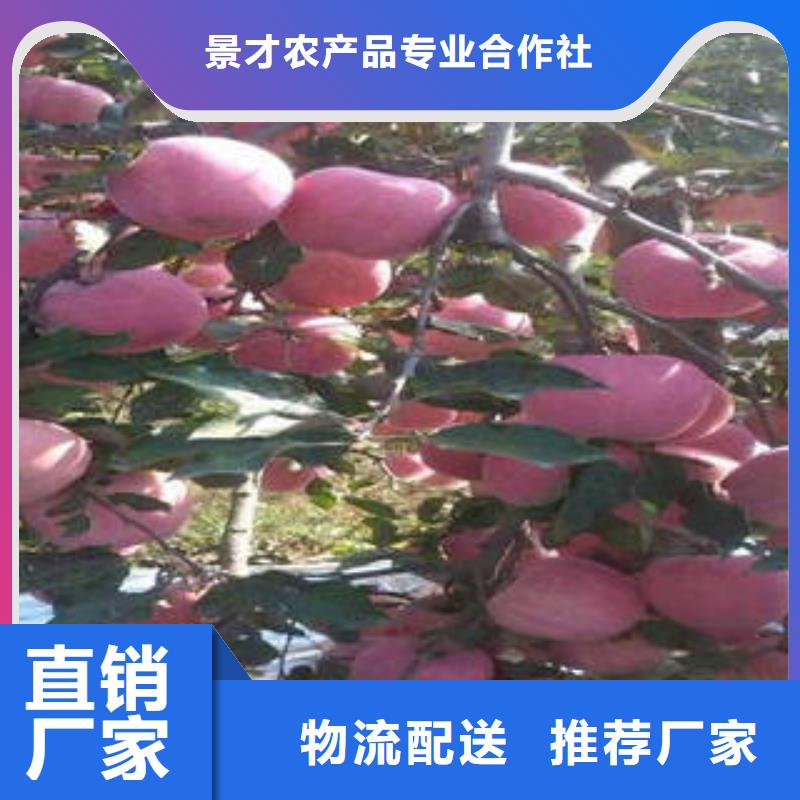 【红富士苹果】苹果种植基地精益求精