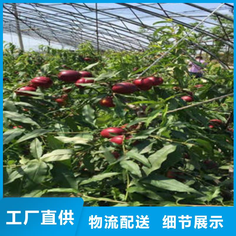 【桃树苗】花椒苗用心做产品