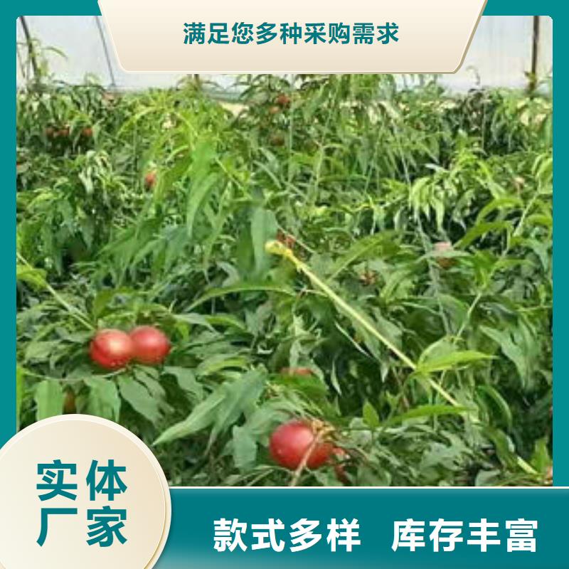 桃树苗【板栗苗】专业厂家