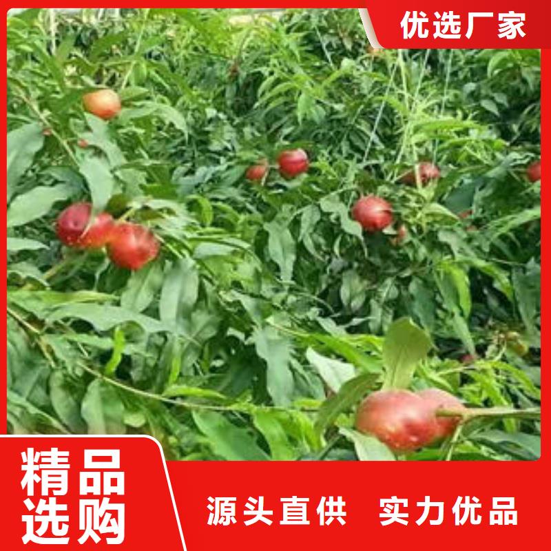 桃树苗花椒苗支持定制