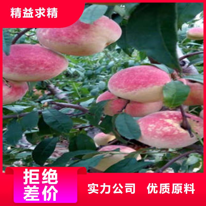 【桃树苗】花椒苗从源头保证品质