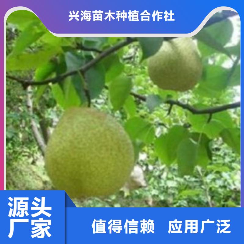 梨树苗,蓝莓苗规格型号全