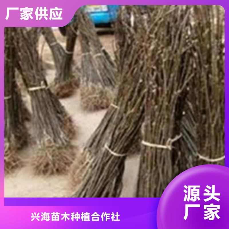 【梨树苗】板栗苗实力才是硬道理