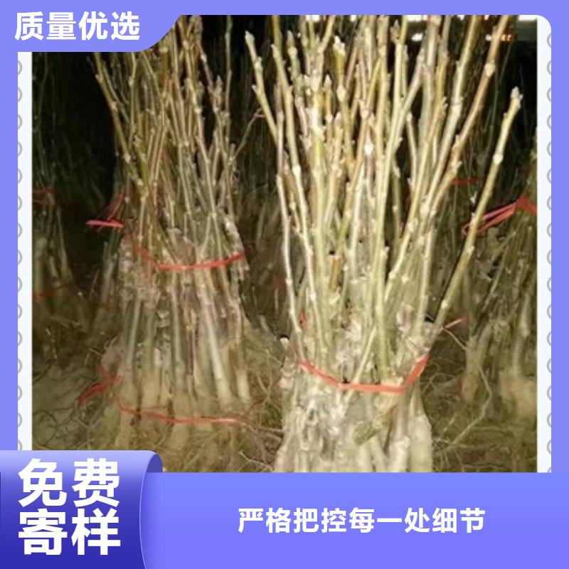 核桃苗【蓝莓苗】源头厂源头货