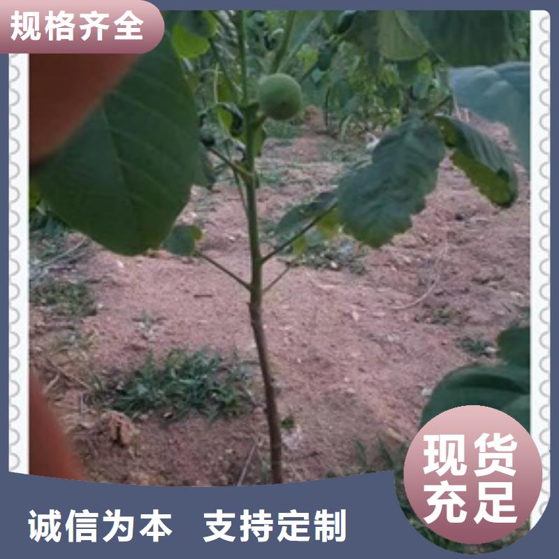 核桃苗_花椒苗让客户买的放心