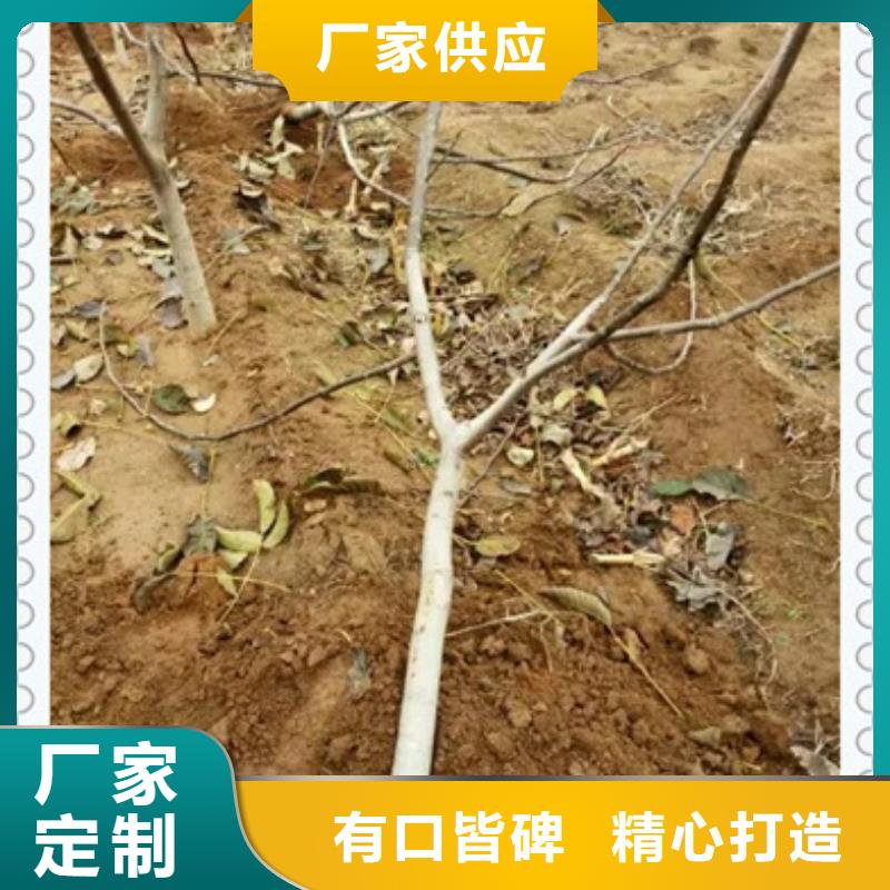 【核桃苗】梨树苗实力商家推荐