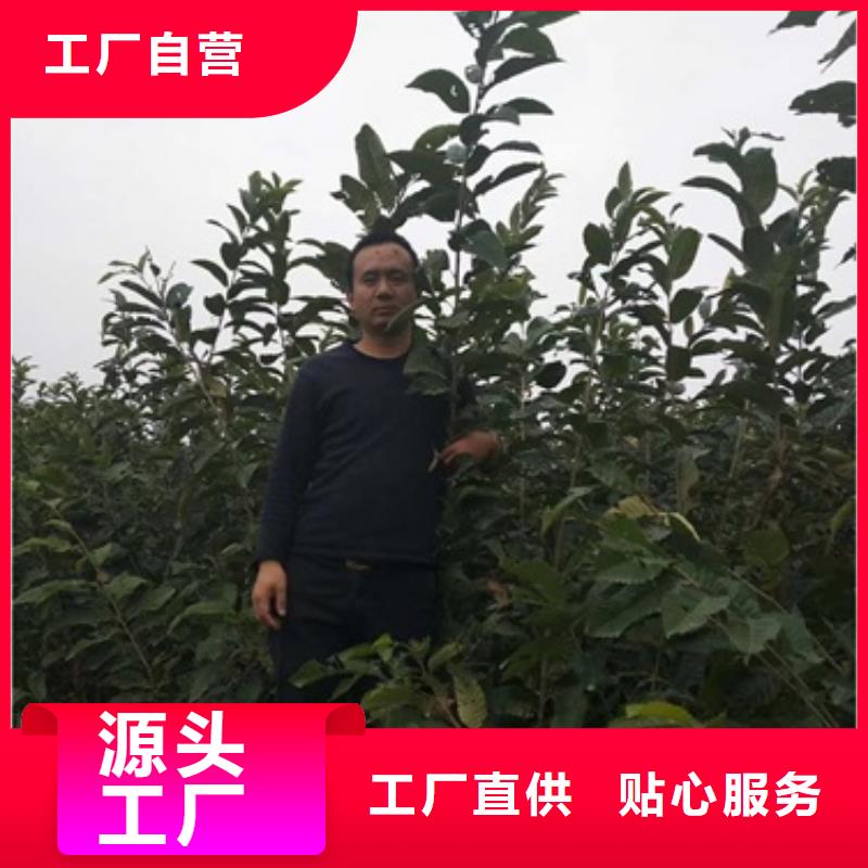 板栗苗_花椒苗保质保量