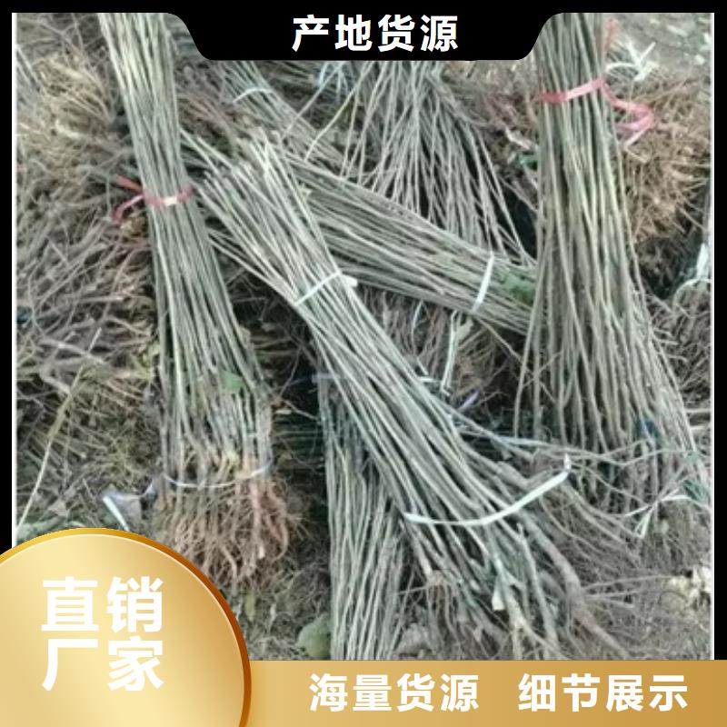 板栗苗蓝莓苗细节之处更加用心