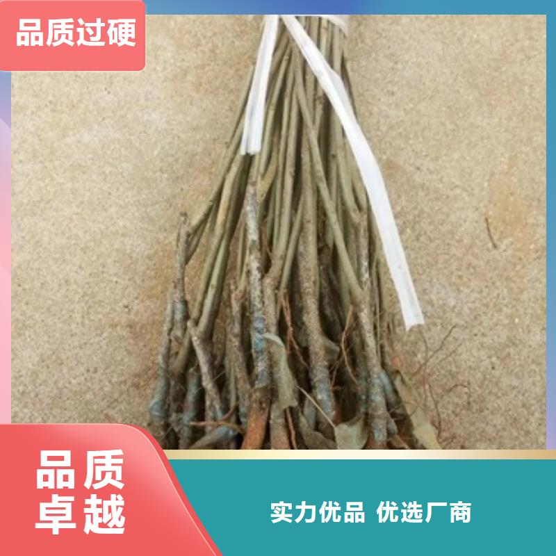 板栗苗,桃树苗多种场景适用