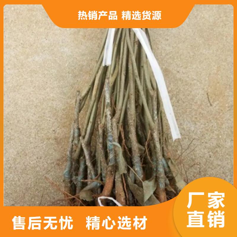 板栗苗蓝莓苗细节之处更加用心