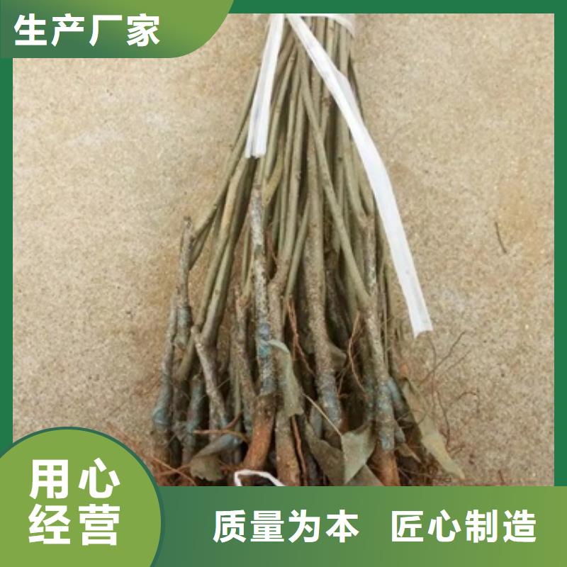 板栗苗蓝莓苗大量现货供应