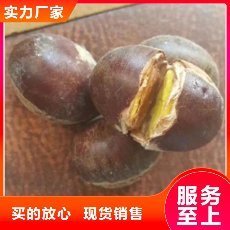 板栗苗蓝莓苗大量现货供应