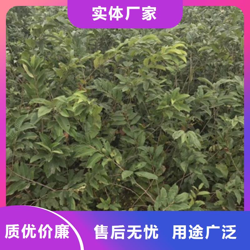 板栗苗_花椒苗保质保量