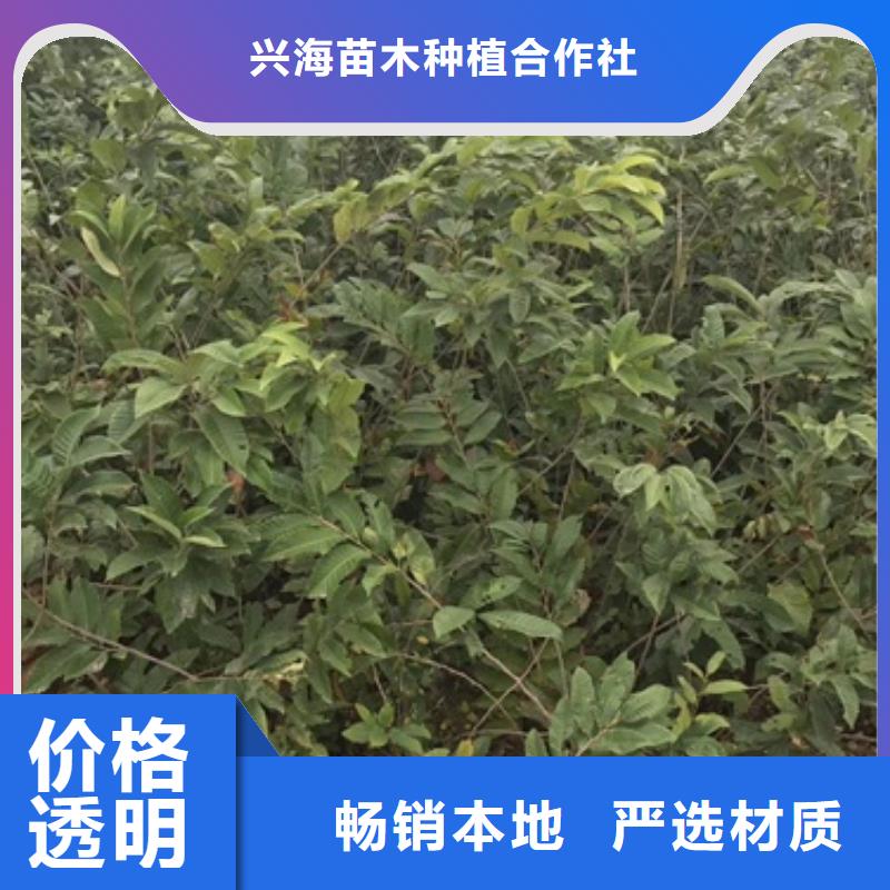 板栗苗蓝莓苗大量现货供应