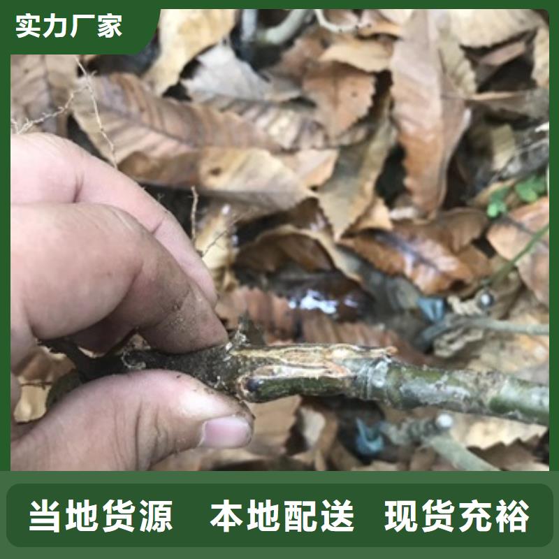 板栗苗桃树苗多年实力厂家