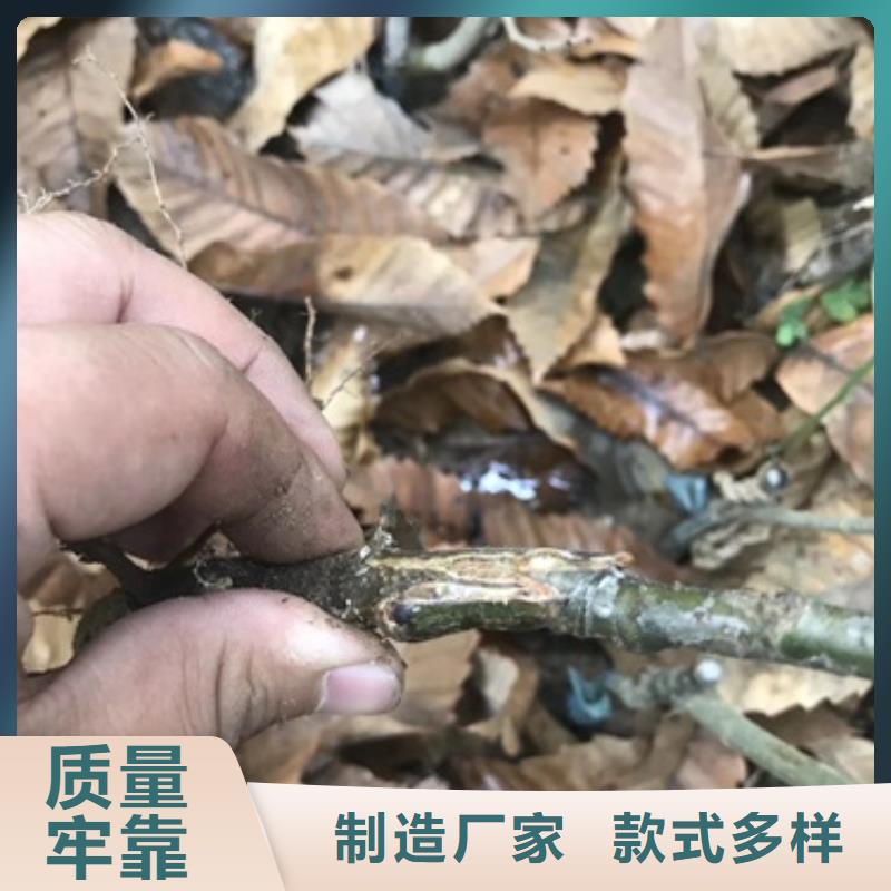 【板栗苗桃树苗产地厂家直销】