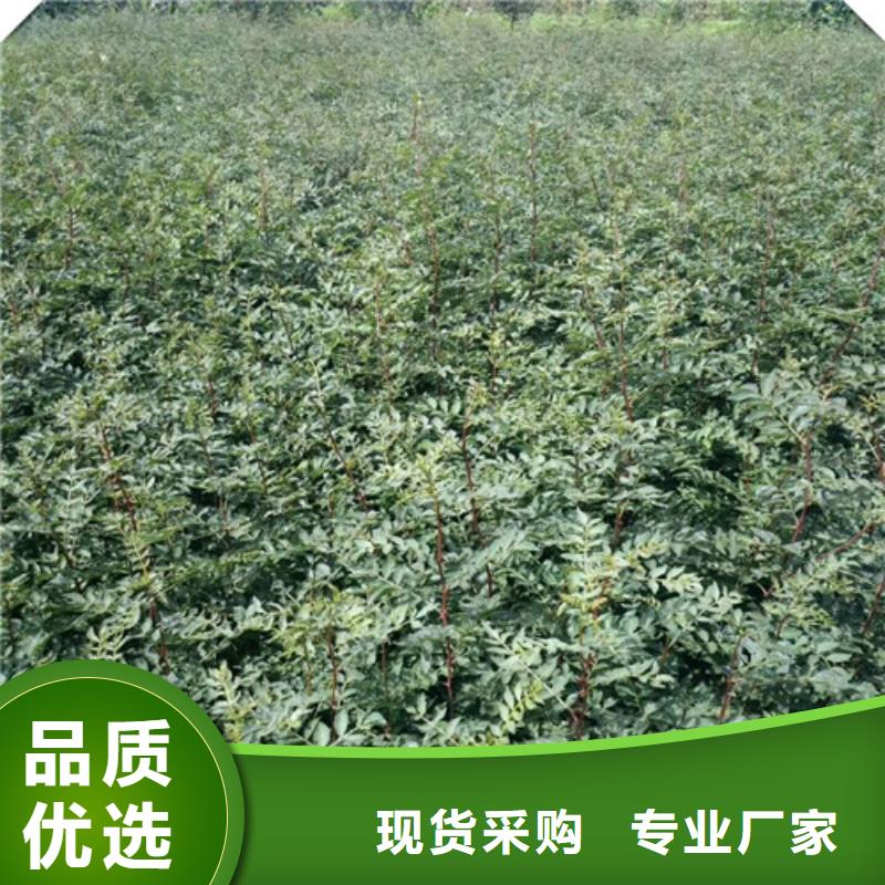 花椒苗梨树苗源头厂家来图定制