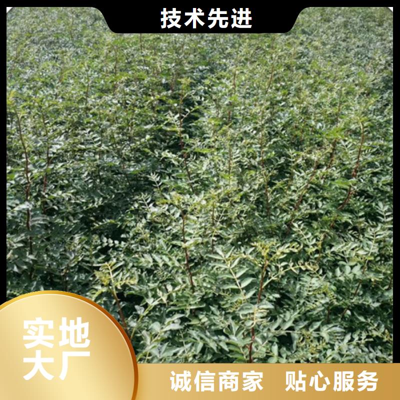 【花椒苗-蓝莓苗大量现货】