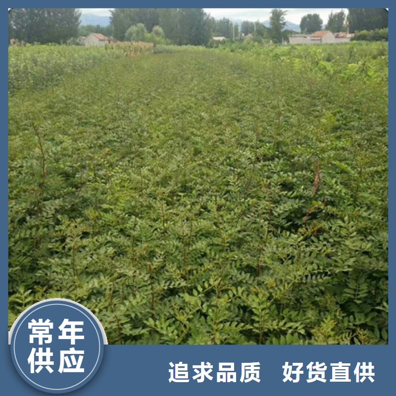 花椒苗梨树苗应用范围广泛