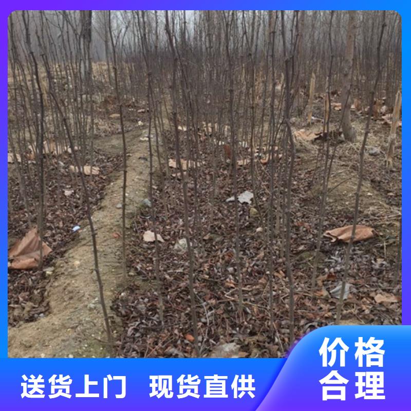 花椒苗,梨树苗多年实力厂家