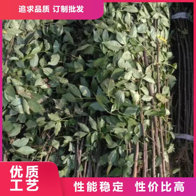 【花椒苗】山楂苗颜色尺寸款式定制