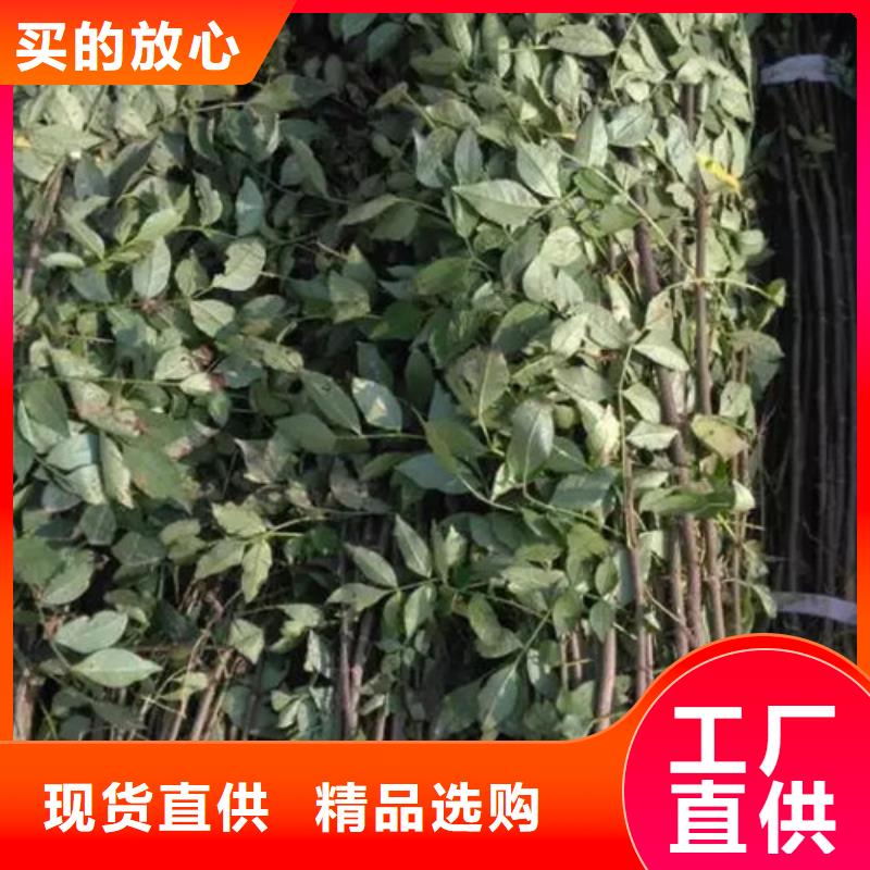 花椒苗_板栗苗用的放心