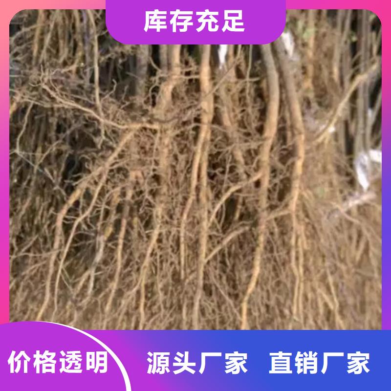 花椒苗核桃苗厂家实力雄厚