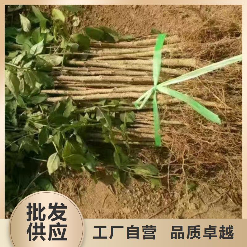 花椒苗库存丰富