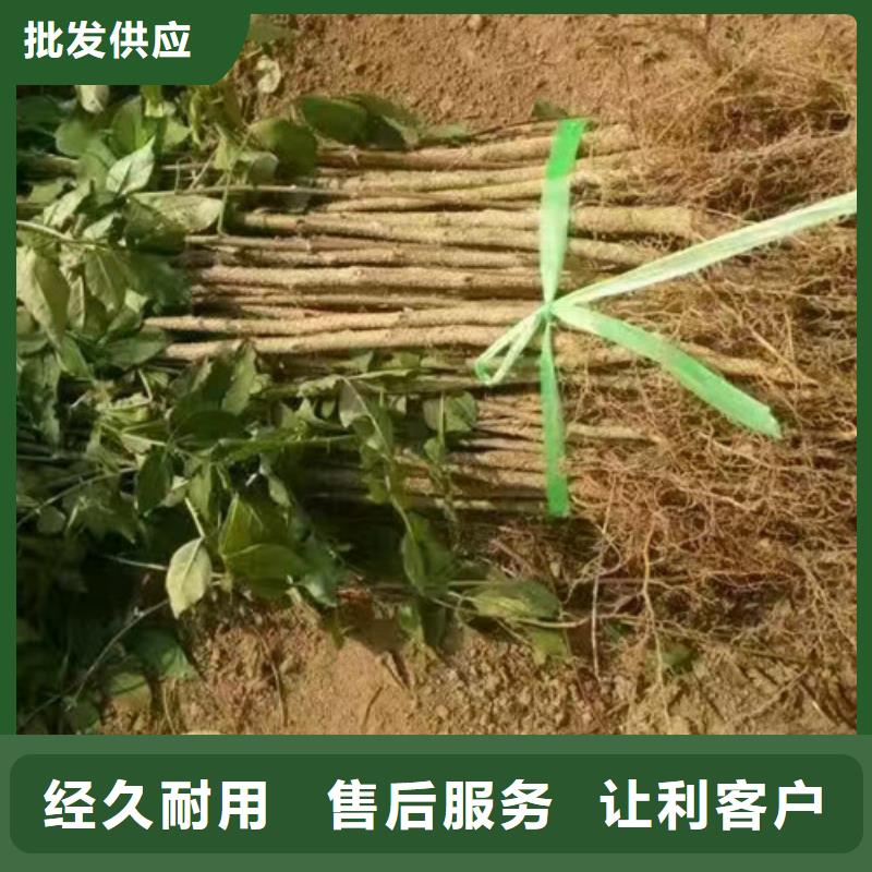 花椒苗核桃苗匠心工艺