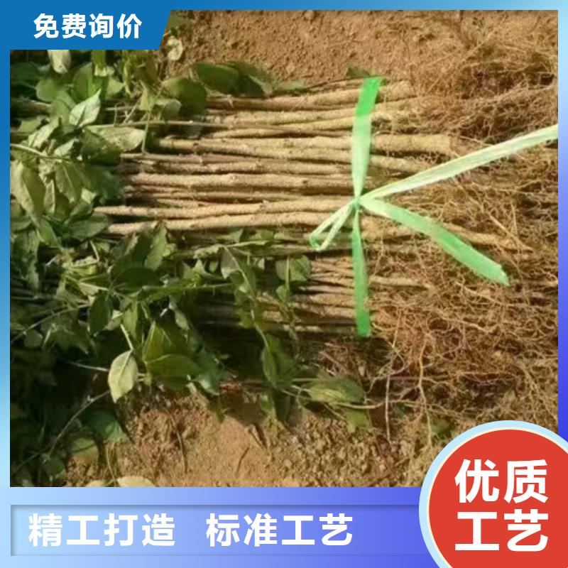 【花椒苗】山楂苗颜色尺寸款式定制