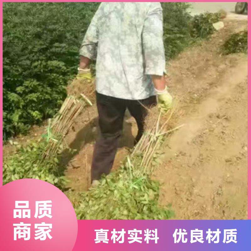 【花椒苗】山楂苗颜色尺寸款式定制