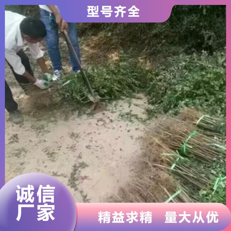 花椒苗梨树苗支持非标定制