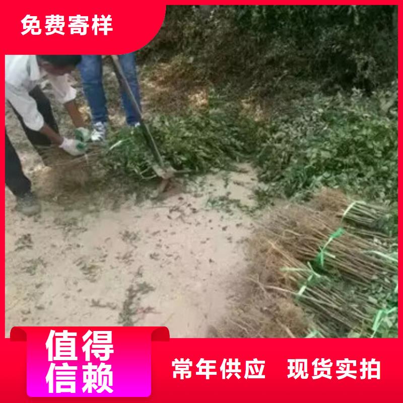 花椒苗质量优选