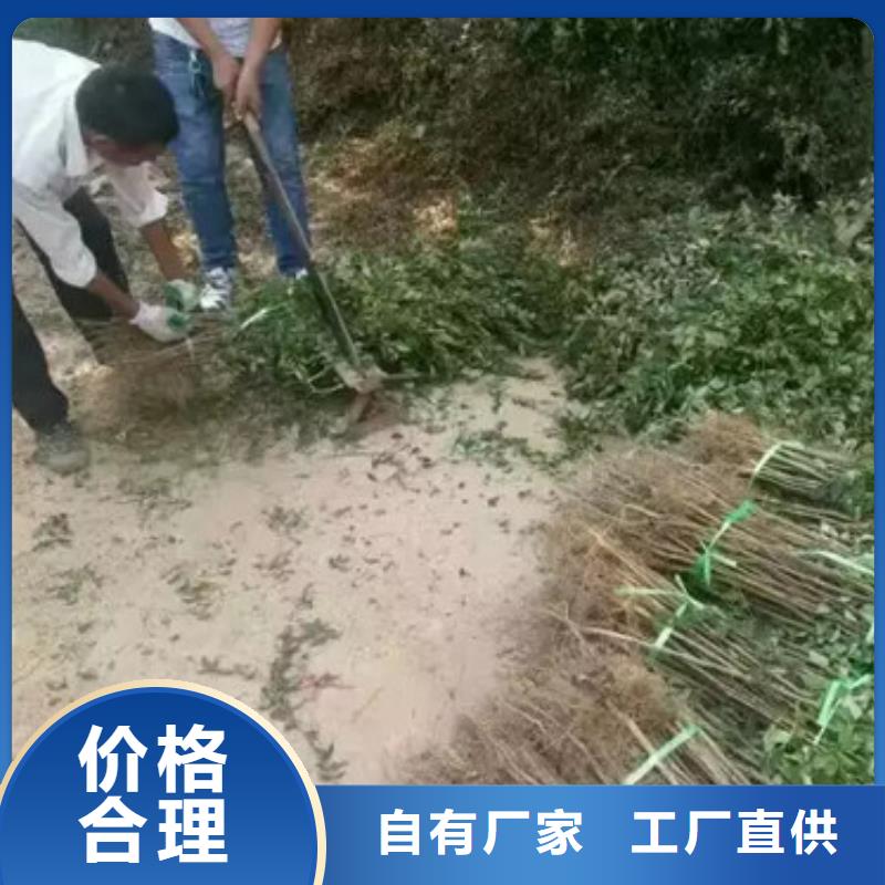 花椒苗助您降低采购成本