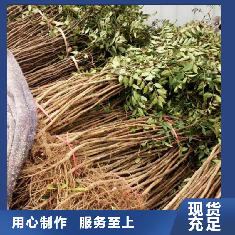 花椒苗梨树苗应用范围广泛