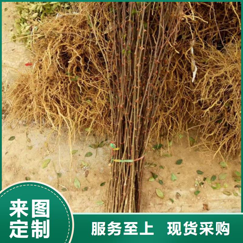 花椒苗梨树苗应用范围广泛