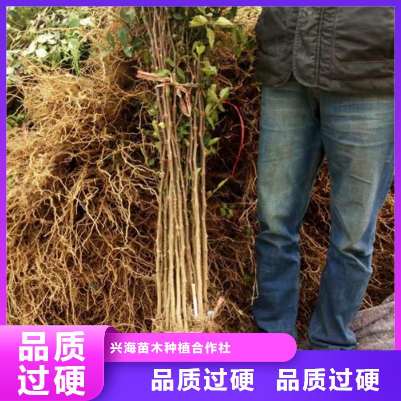 花椒苗核桃苗质检合格出厂