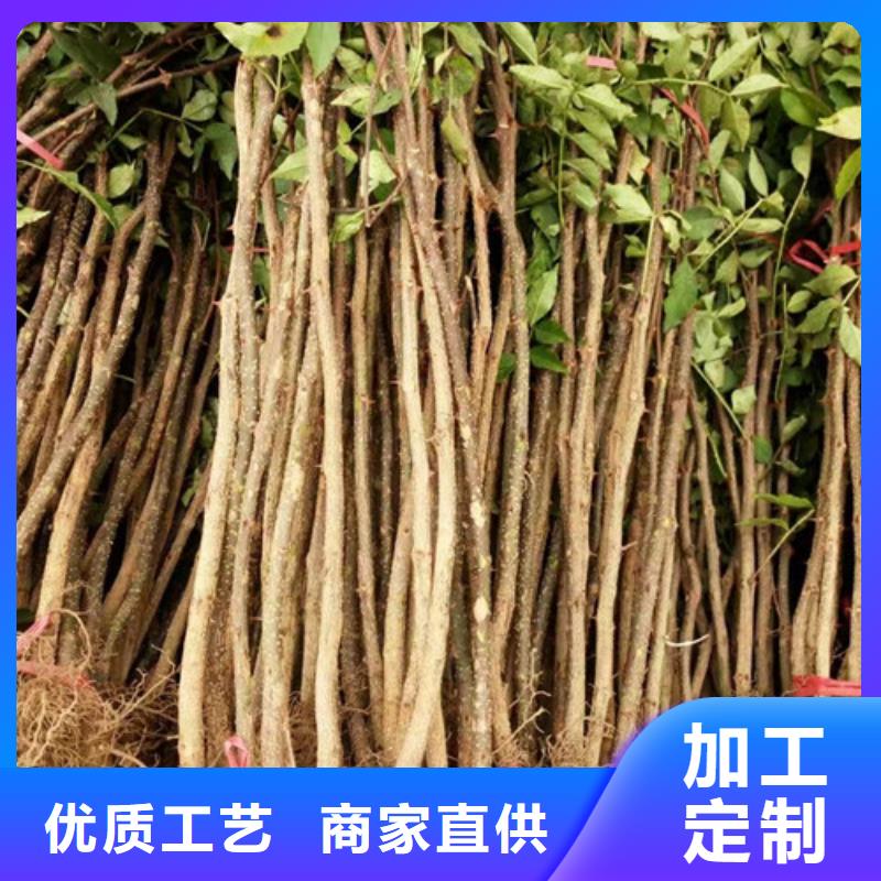 花椒苗,板栗苗工艺层层把关