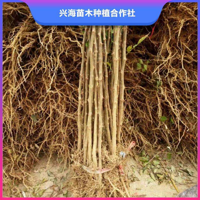 花椒苗梨树苗支持非标定制