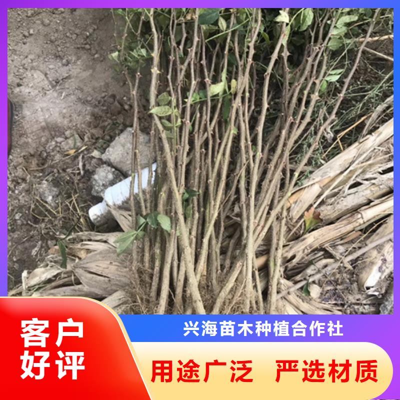 花椒苗梨树苗支持非标定制