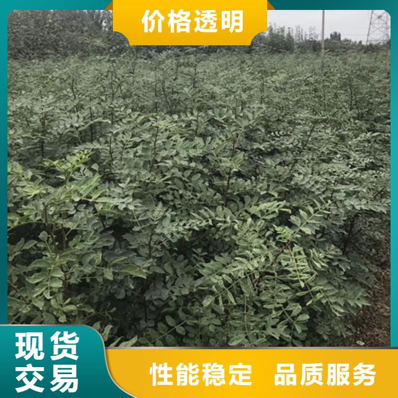 花椒苗,山楂苗专注细节使用放心