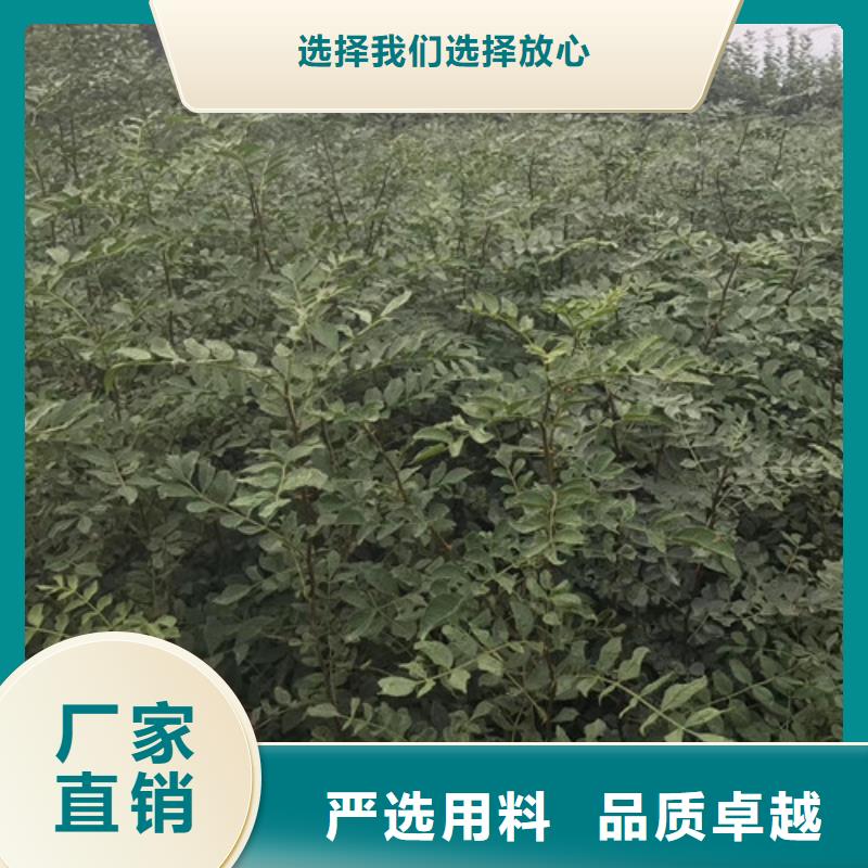 花椒苗板栗苗精选优质材料