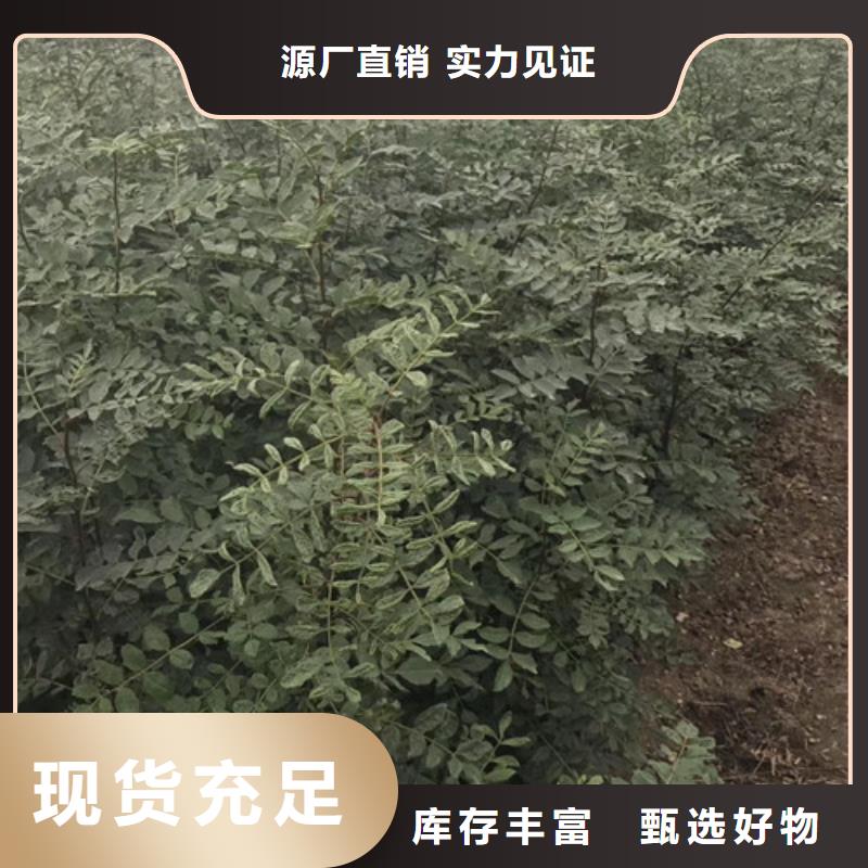 花椒苗梨树苗常年供应