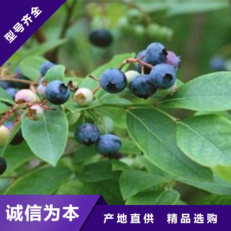 蓝莓苗山楂苗严选用料