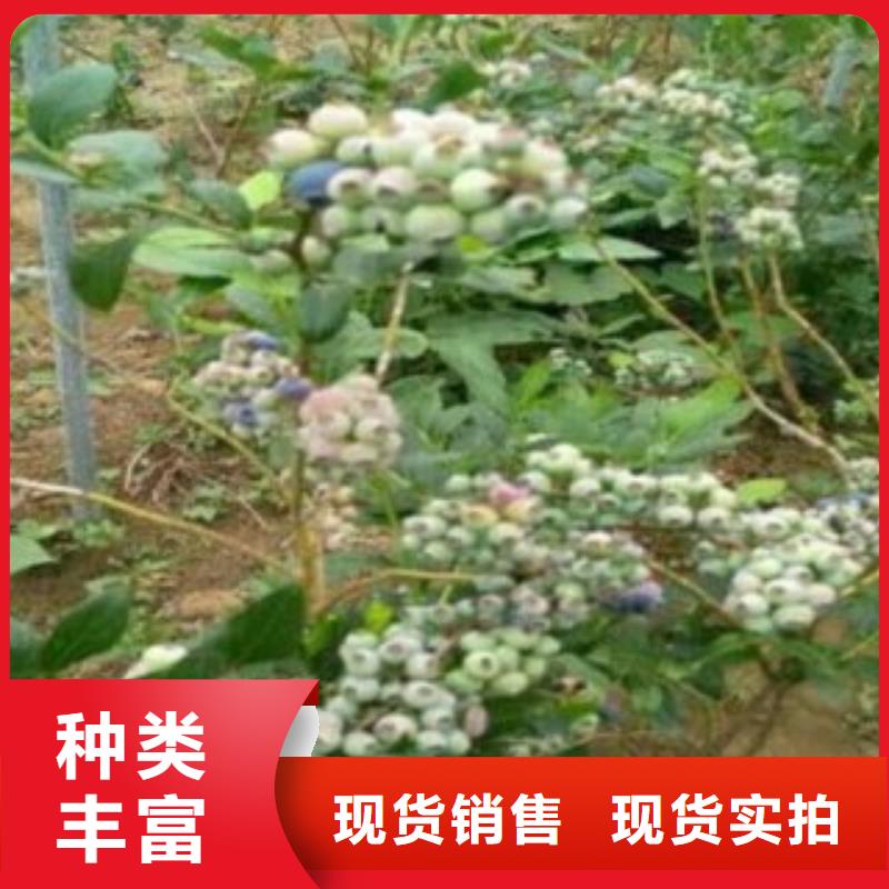 蓝莓苗花椒苗货真价实