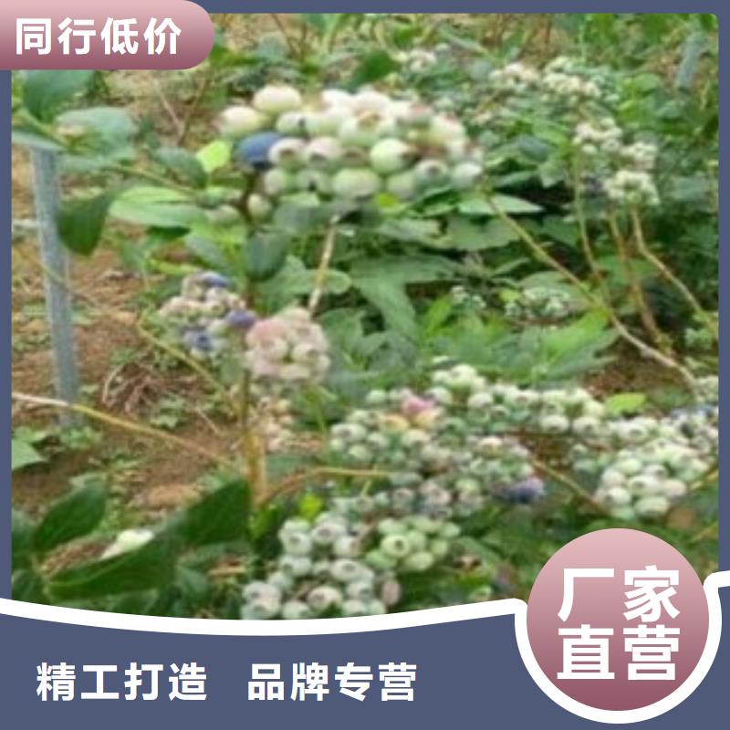 蓝莓苗,梨树苗真材实料加工定制