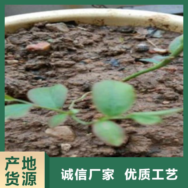 【蓝莓苗】苹果苗0中间商差价