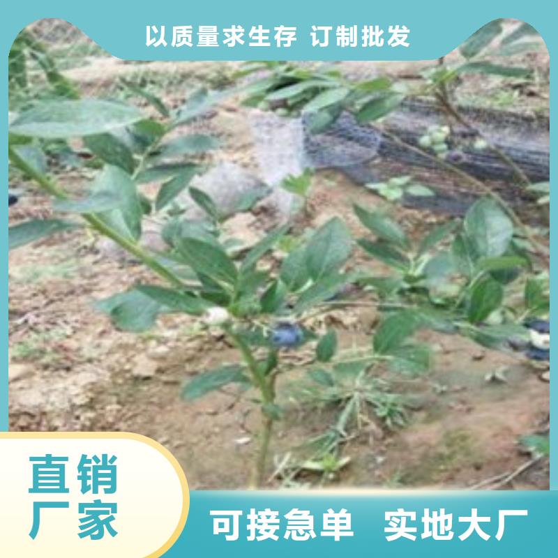 【蓝莓苗】板栗苗货源充足