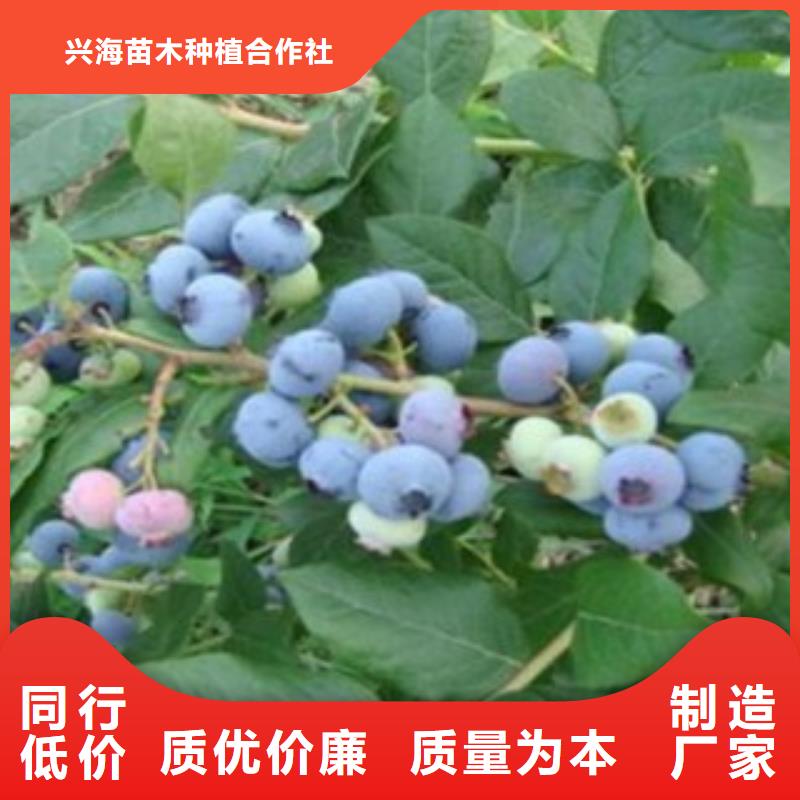 【蓝莓苗】梨树苗支持拿样