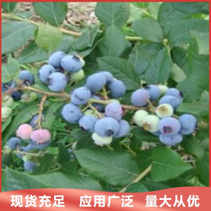 蓝莓苗【山楂苗】优势